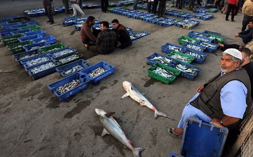 Israel lifts part of fishing ban in Gaza Strip - ảnh 2